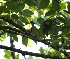 Cardellina canadensis