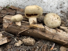 Pholiota nubigena