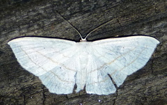 Scopula ordinata