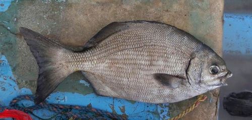 Cortez chub (Kyphosus elegans) — Kyphosidae — 3