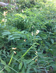 Lathyrus delnorticus