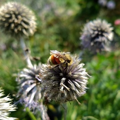 Bombus huntii