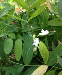 Lathyrus delnorticus