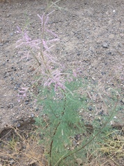 Angiospermae