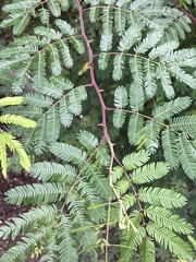 Mimosa bimucronata