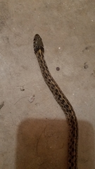 Thamnophis marcianus