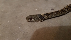 Thamnophis marcianus