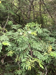 Mimosa bimucronata