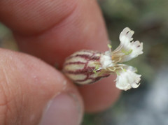 Silene douglasii