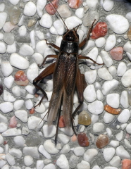 Teleogryllus occipitalis