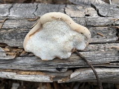 Spongiporus leucospongia