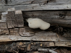 Spongiporus leucospongia