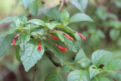 Fuchsia cylindracea