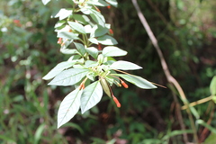 Fuchsia cylindracea