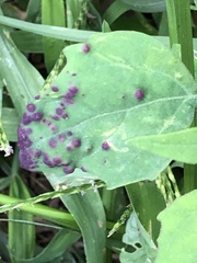 Norvellina chenopodii