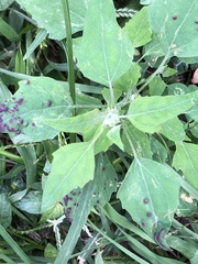 Norvellina chenopodii