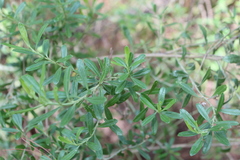Baccharis heterophylla