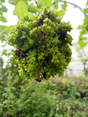 Vangueria