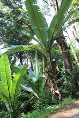 Ensete ventricosum