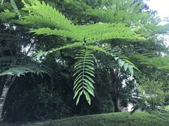 Cassia javanica nodosa
