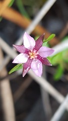 Boronia parviflora