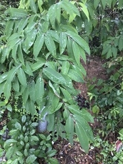 Cratoxylum cochinchinense