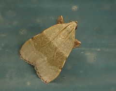 Basacallis tarachodes