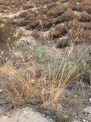 Poaceae