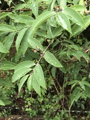 Cratoxylum cochinchinense