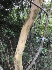 Cratoxylum cochinchinense