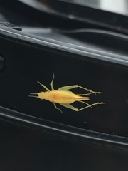 Cyrtoxipha columbiana