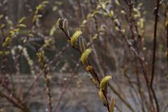 Salix sericea