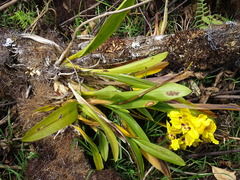 Cyrtochilum macranthum