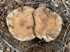Cortinarius subolivascens