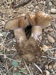 Cortinarius subolivascens