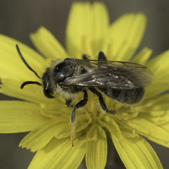 Lasioglossum titusi