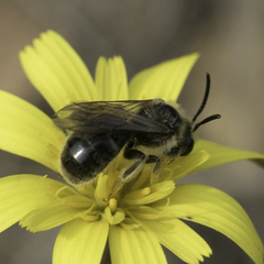 Lasioglossum titusi