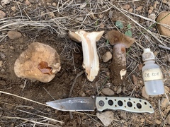 Cortinarius subolivascens