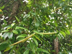 Urceola rosea