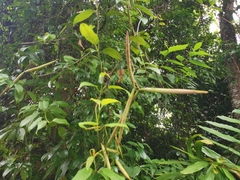 Urceola rosea