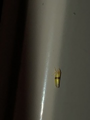 Empoa