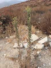 Heterotheca grandiflora