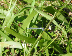 Enallagma durum