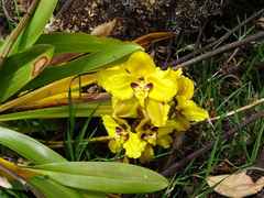 Cyrtochilum macranthum