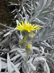 Senecio niveoaureus