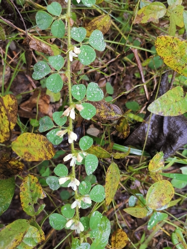 Lespedeza pilosa iNat (1)