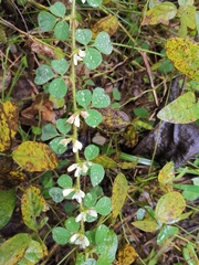 Lespedeza pilosa