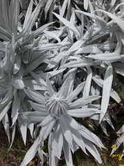 Senecio niveoaureus