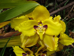 Cyrtochilum macranthum