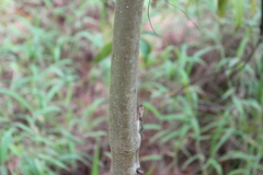 Myrsine coriacea